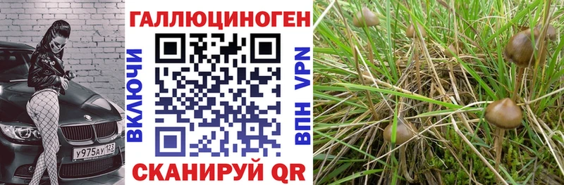 Псилоцибиновые грибы Cubensis  Сретенск 